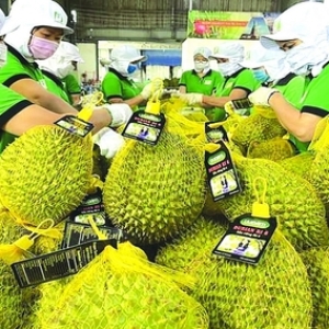 quy-i2024-la-khoang-thoi-gian-tang-gia-tot-cua-xuat-khau-sau-rieng-viet-nam