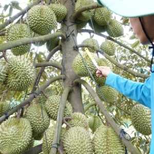 mua-sau-rieng-bat-dau-tu-thang-may